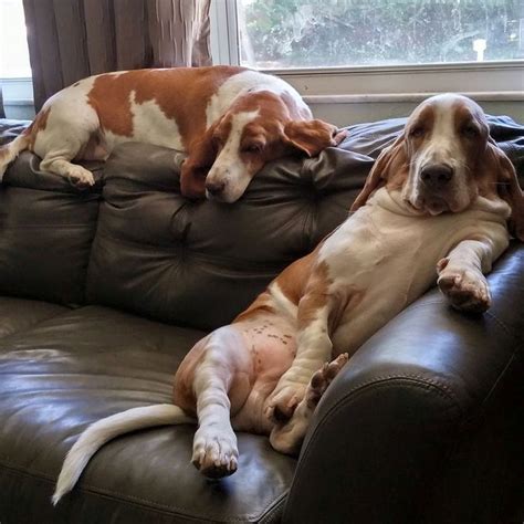 Pin on BASSET HOUNDS