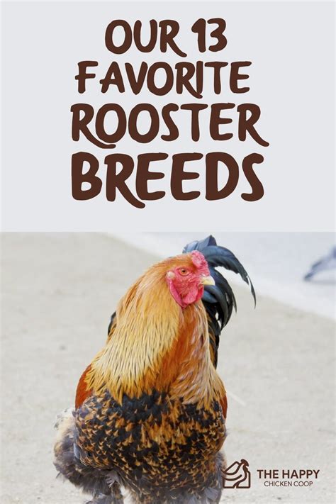 Our 13 Favorite Rooster Breeds (Including Pictures) (2021)