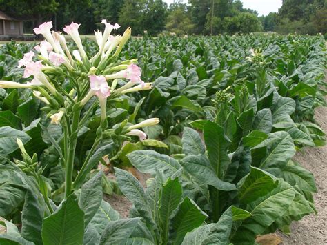 Tobacco - flower and sucker, these are removed in a production field of ...