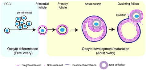 Mammalian oocyte development progress. Mammalian oocytes are derived... | Download Scientific ...