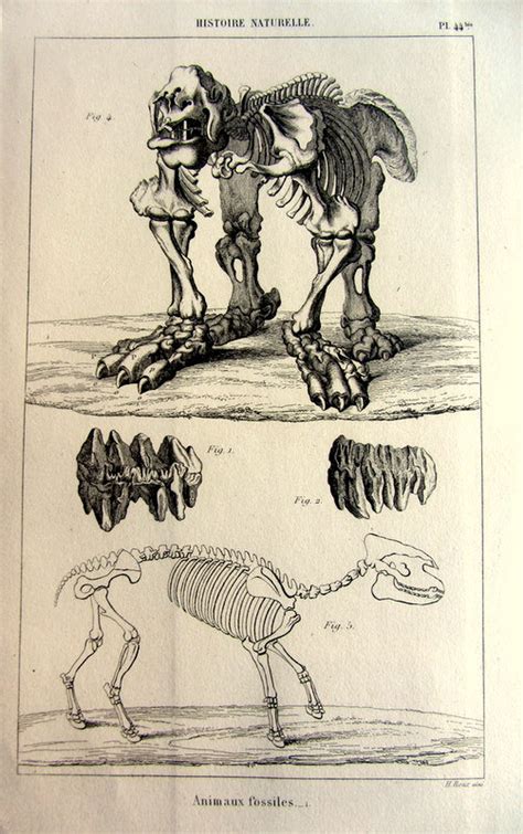 1852 Antique MEGATHERIUM Skeleton Engraving Original Vintage - Etsy