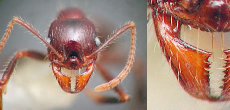 Morphological and Functional Diversity of Ant Mandibles - AntWiki