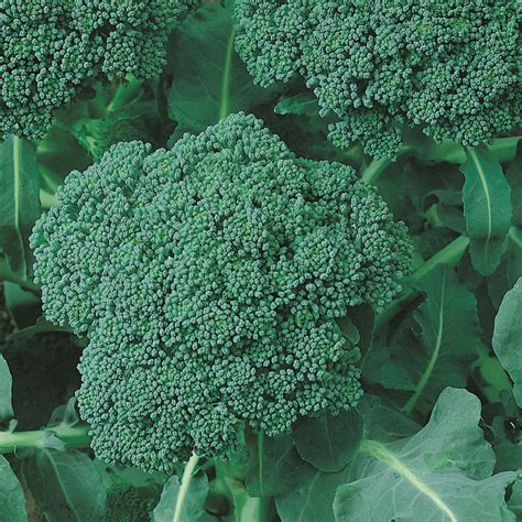 Calabrese Broccoli | Spirit Grower