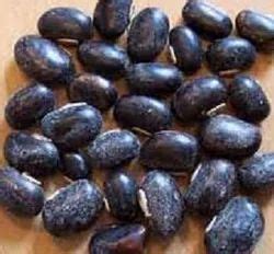 Mucuna Bracteata Seeds, For Germination, Packaging Type: Packet at best ...