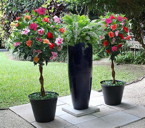 Braided Hibiscus Tree Care And Growing Guide