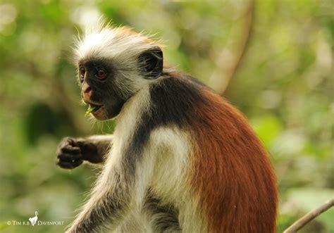 Hope for one of the world's rarest primates: First census of Zanzibar Red Colobus monkey