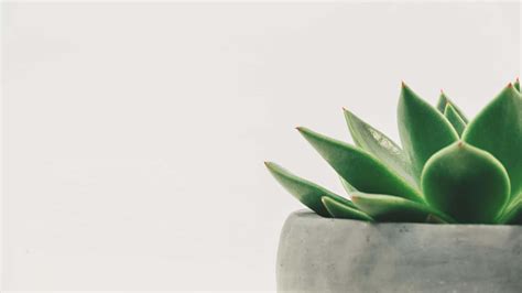 Download Potted Succulent Closeup Minimalist Plant Desktop Wallpaper | Wallpapers.com