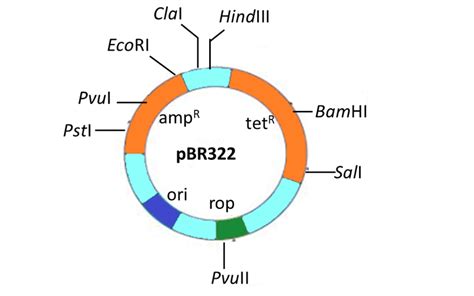 Bacterial Plasmid Structure