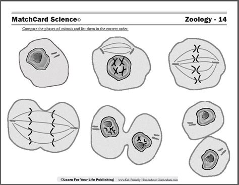 4 Stages Of Mitosis