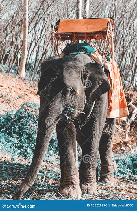 Elephant Howdah Stock Photos - Download 87 Royalty Free Photos