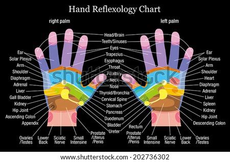 Hand Reflexology Chart With Accurate Description Of The Corresponding ...