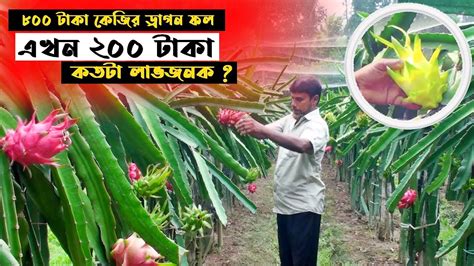 dragon fruit farming । ড্রাগন ফল চাষ - YouTube