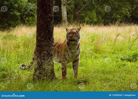 Hungry tiger stock image. Image of beautiful, feline - 17659243