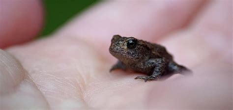 Tiny toad Photograph by Colin Shearer - Pixels