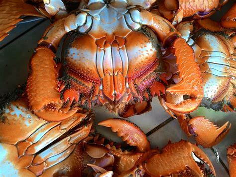 Download free photo of Curacha,crab,market,food,seafood - from needpix.com