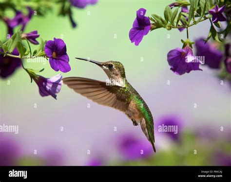 Purple Hummingbirds And Flowers