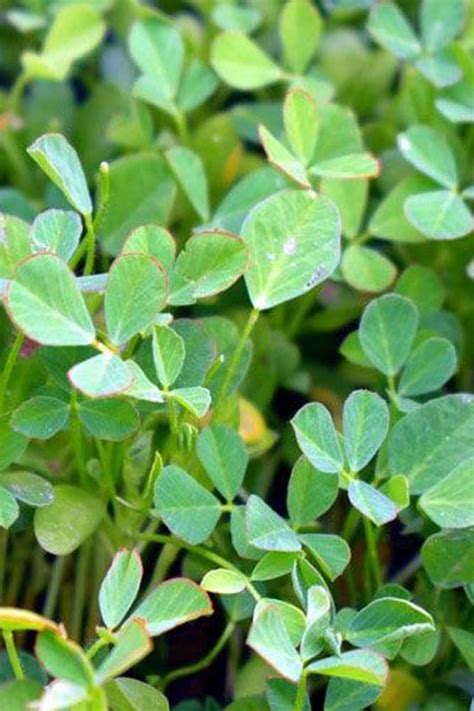 Buy Fenugreek Seeds Online | Plantshop.me UAE