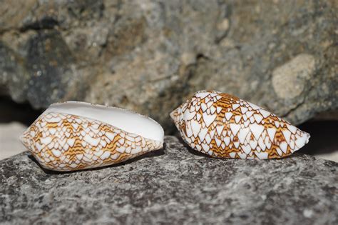 Conus Textile - Buy Shells Online - Shell Paradise