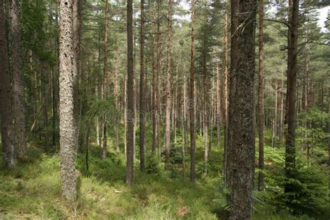 Scots pine forest stock photo. Image of nature, arboretum - 1043512