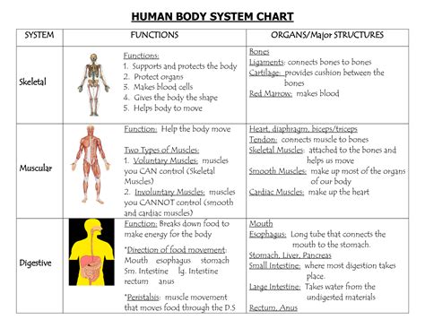 Human Body System Chart Organs Diagram and Their Functions | Human body systems, Body systems ...