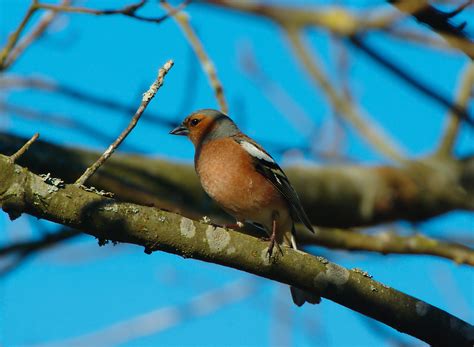 Bofink / Chaffinch | Scientific name: Fringilla coelebs Orig… | Flickr