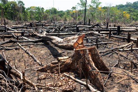 Deforestation Images – Browse 275,381 Stock Photos, Vectors, and Video | Adobe Stock