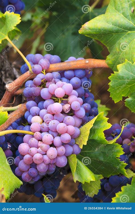 Garnacha Grapes stock photo. Image of season, closeup - 26554384