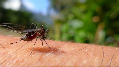 Mauritian mosquito | Tiger Mosquito, possibly Aedes albopict… | Flickr
