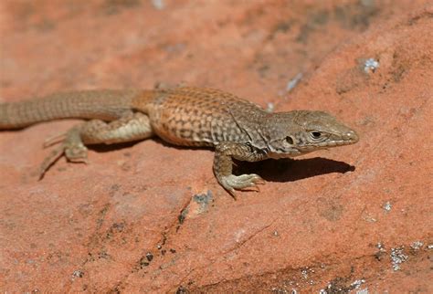 Lizards of Nevada's Valley of Fire