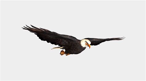 Bald eagle flying, bird in flight isolated on white background Motion ...