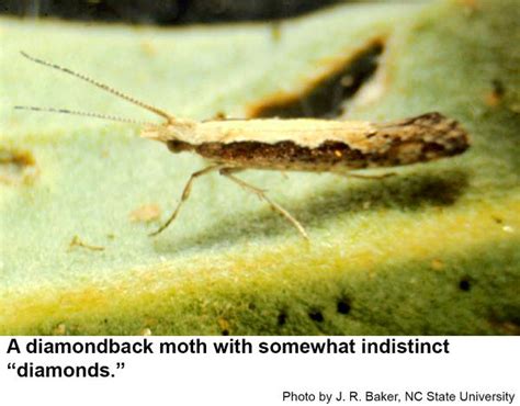 Diamondback Moth | NC State Extension Publications