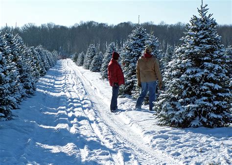 Central PA Christmas Tree Farms: Where to Cut Your Own Christmas Tree