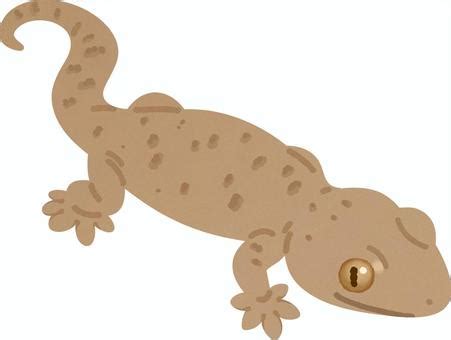 Free Vectors | Japanese gecko