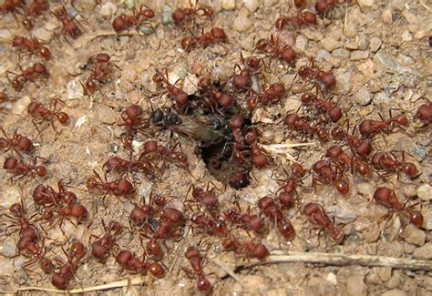 Ants take wing! – Pajarito Environmental Education Center