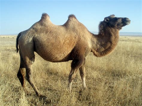 Wild Bactrian Camel | NatureRules1 Wiki | Fandom