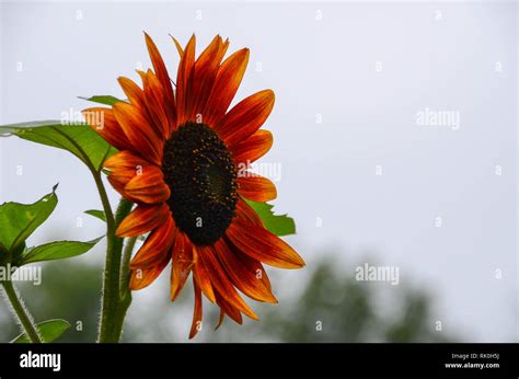 Side view of a sunflower Stock Photo - Alamy