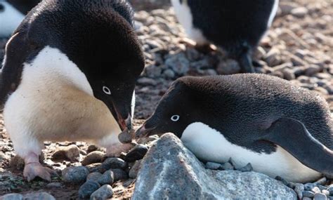 Top 10 facts about Adélie penguins | WWF