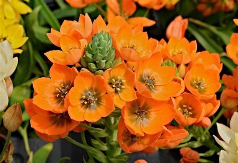 Orange Star (Ornithogalum dubium) - Garden.org