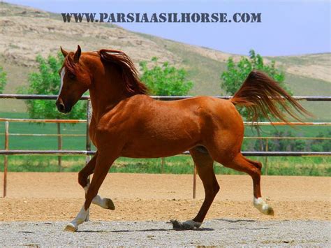 Persian Asil horse (Genuine Asil) | Beautiful horses, Horses, Horse breeds