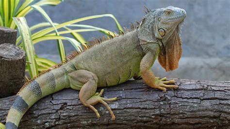 Pet Iguana : Pet with an Intimidating Look - Pets Nurturing