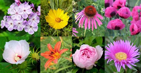 40 Best Perennial Flowers and Plants for Your Garden | Florgeous