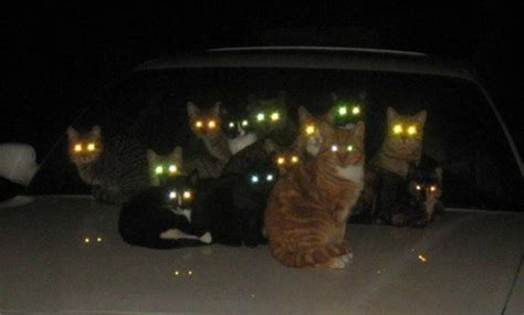 Glowing Cat Eyes