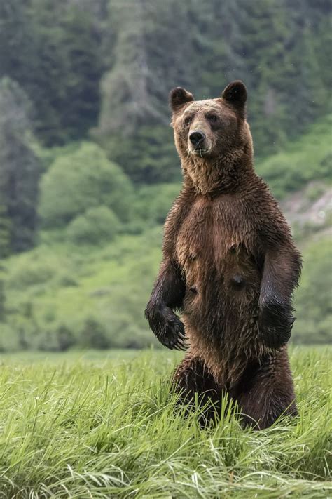 Mother grizzly standing tall | Bear paintings, Grizzly, Male bear