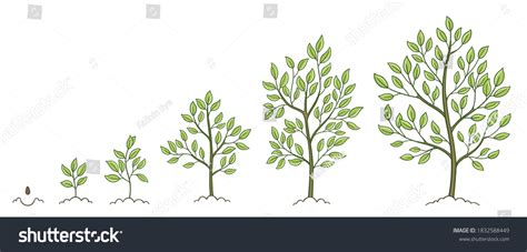 7,767 Tree growth stages Images, Stock Photos & Vectors | Shutterstock