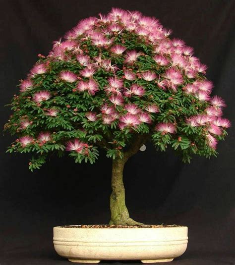 Mimosa bonsai. | Bonsai flower, Bonsai tree, Tree seeds