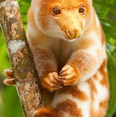 SPOTTED CUSCUS | introducing-animals