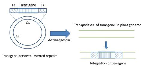 Site directed transgene integration in plant genome occurs with Ac/Ds ...