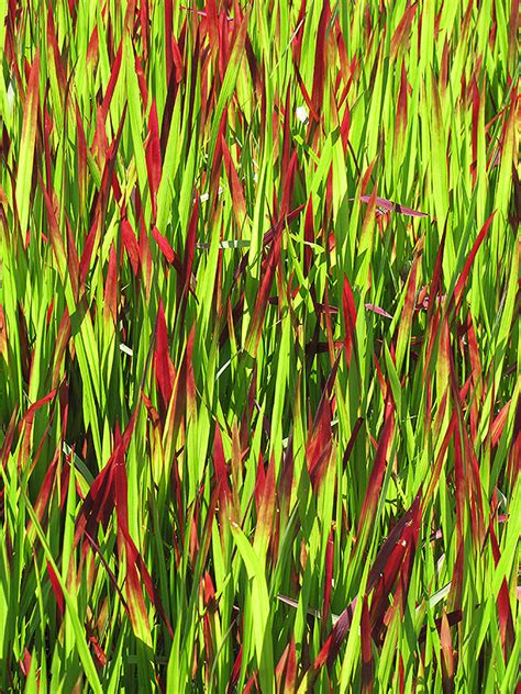 Red Baron Japanese Blood Grass (Imperata cylindrica 'Red Baron') in Ringoes Flemington New Hope ...