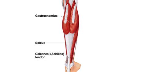 Calf Hoof Anatomy at Elizabeth White blog