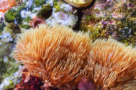 Sea anemones and corals in aquarium — Stock Photo © alex.stemmer #98087342